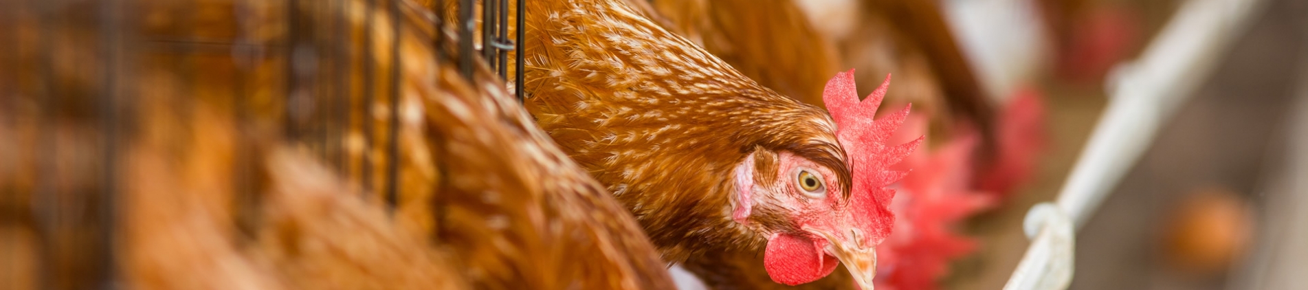 Vimar Animal Health