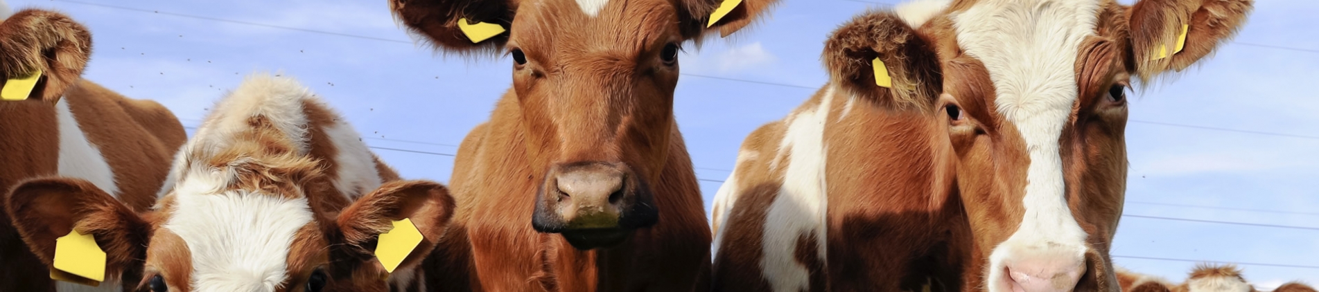 Vimar Animal Health